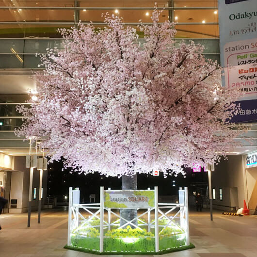 相模大野ステーションスクエア桜